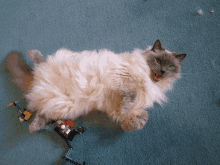 a fluffy cat laying on a blue carpet next to a toy