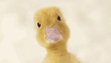 a small yellow duckling with a pink beak looks at the camera