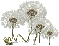 a bunch of dandelions with a twisted stem on a white background