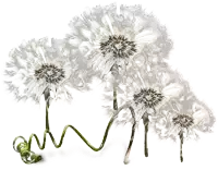 a bunch of dandelions with a twisted stem on a white background