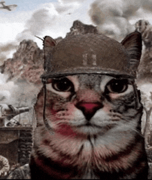 a cat wearing a military helmet with the number 11 on the front