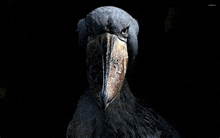 a bird with a very long beak is looking at the camera .