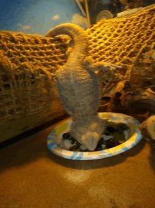 a lizard eating from a paper plate on the floor