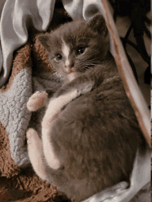 a gray and white kitten is laying on a brown blanket