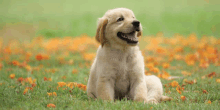 a puppy is sitting in the grass and looking up at the sky