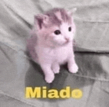 a pink and gray kitten is sitting on a bed next to a yellow sign that says miao .