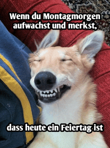 a picture of a dog with a caption that says wenn du montagmorgen aufwachst und merkt