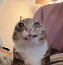 a cat is sticking its tongue out and looking up at the camera