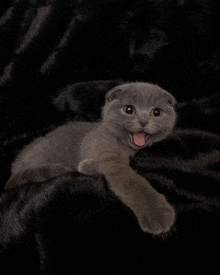 a scottish fold kitten laying on a black fur blanket