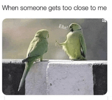 two green birds are sitting on a ledge talking to each other with the caption when someone gets too close to me