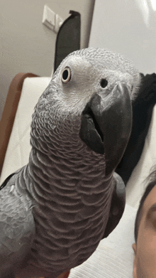 a close up of a grey parrot with a black beak