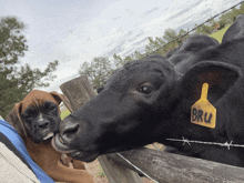 a cow with a tag on it that says bru