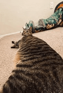 a cat is laying on the floor next to a person laying on a couch .