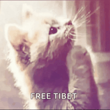 a picture of a cat with the words free tibet written on it