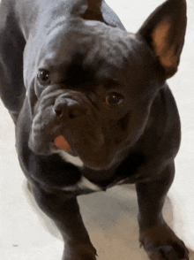 a black french bulldog with a white stripe on its chest