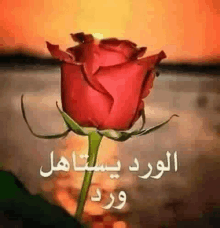 a close up of a red rose with arabic writing on it