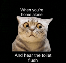 a picture of a cat with the words " when you 're home alone and hear the toilet flush "