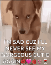 a picture of a dog that says i 'm sad cuz i 'll never see my gorgeous cutie