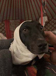 a dog wearing a white towel around its head