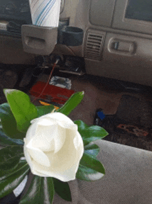 a white rose with green leaves is sitting in the dashboard of a car