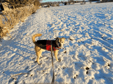 a dog wearing a red jacket is standing in the snow on a leash