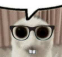 a close up of a cat wearing glasses with a speech bubble behind it .