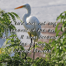 a bird does not sing because it has an answer it sings because it has a song according to the chinese proverb