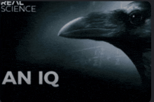 a poster for real science shows a crow and the words " an iq "