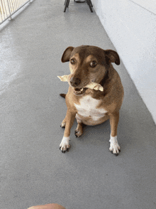 a brown and white dog with a stick in its mouth looks at the camera