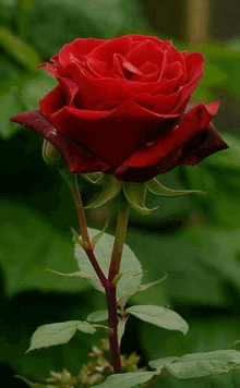 a single red rose is surrounded by greenery