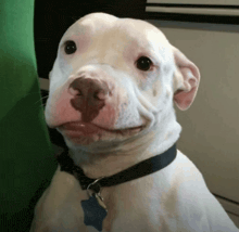 a white dog wearing a black collar and a blue tag that says ' chris ' on it