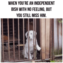 a white dog in a cage with the words " when you 're an independent bish with no feeling but you still miss him " above it