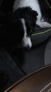 a black and white dog is laying down on a black cushion