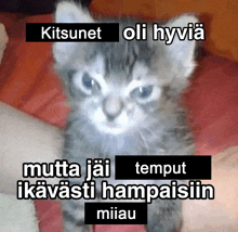 a picture of a kitten with a caption that says " kitsunet oli hyvina "