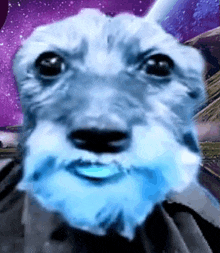 a close up of a dog with a blue beard and a purple background