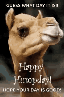 a picture of a camel with the words " guess what day it is !! happy humpday ! hope your day is good ! "