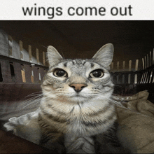 a cat sitting in a cage with the words wings come out above it