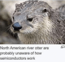 Otter Semiconductor Meme