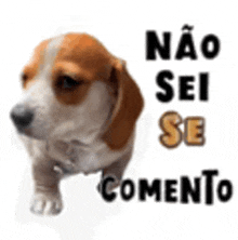 a brown and white dog is standing in front of a sign that says `` não sei se comendo '' .