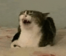 a cat is sitting on a bed with its mouth open and yawning .