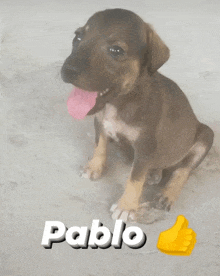 a puppy named pablo is sitting on the ground with its tongue out