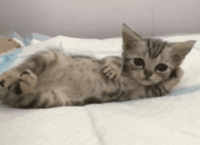 a kitten is laying on its back on a bed and looking at the camera