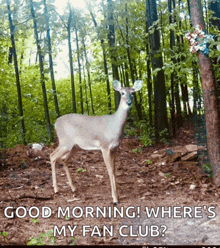 a picture of a deer in the woods with the words good morning where 's my fan club