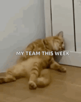 a cat is laying on its back on the floor next to a wall .