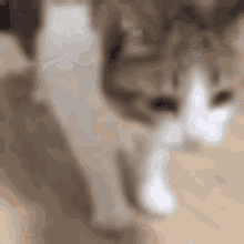 a brown and white cat is walking on a wooden floor and looking at the camera .