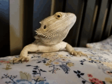 a lizard is laying on a floral blanket