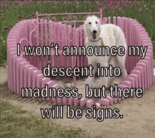 a white dog is standing in a pink fence with a caption that says i won t announce my descent into madness