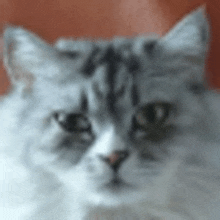 a close up of a cat 's face looking at the camera .