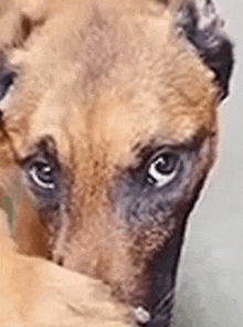 a close up of a dog 's face with a blurred background looking at the camera .