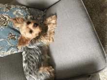 a small dog is laying on a grey couch